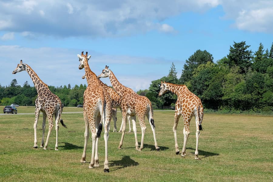 Giraffes at Folly Farm Adventure Park and Zoo